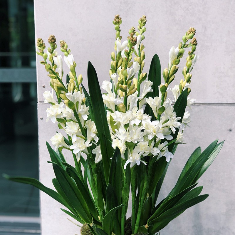 Tuberose Bulbs, Night-Time Flower Seedlings, Strong-Scented Perennial Plants, Indoor and Outdoor Courtyards, Easy to Grow Tuberose in All Seasons