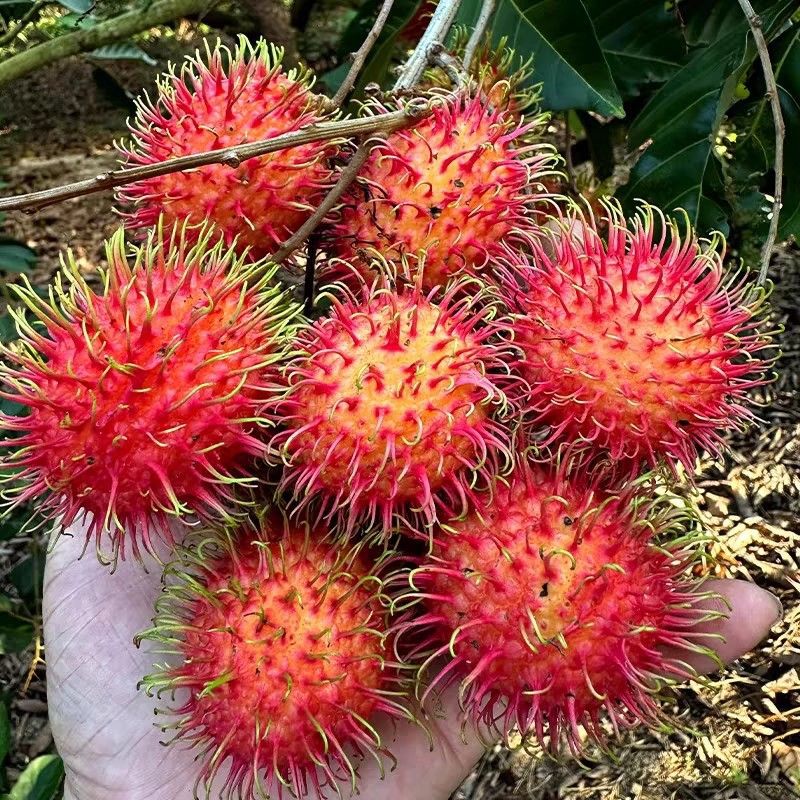 Fresh Seasonal Fruit Rambutan 2.5kg Whole Box of Rambutan Fruit Red Peony Thai Tropical Fruit for Pregnant Women