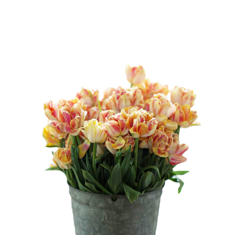 Double Tulip Wholesale Flower Dutch Perennial 5 Degree Large Bulb Lily Indoor and Outdoor Plant Potted Easy to Grow