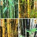 Wholesale Green Bamboo Seedlings Potted Bamboo Seedlings Courtyard Ornamental Bamboo Greening Plants Courtyard Wall House Balcony Greening