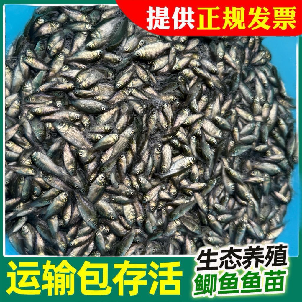 Factory Direct Wholesale of Crucian Carp Fry, All Varieties of Aquatic Fry, One-Stop Wholesale of White and Black Carp, Mandarin Fish, Large Quantities of Freshwater Fish in Stock