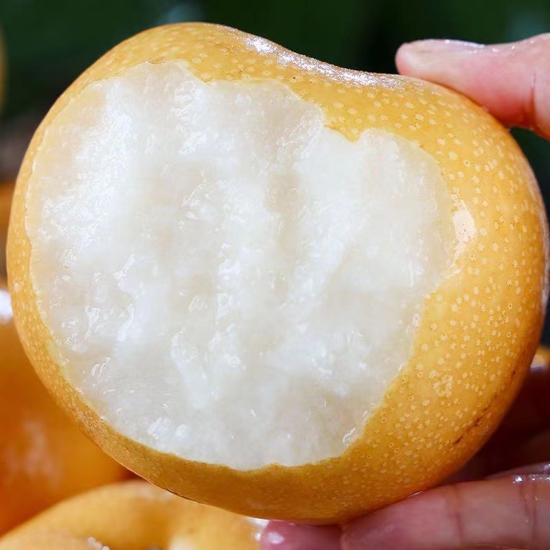 Authentic Laiyang Qiuyue Pear Gift Box Fresh Seasonal Fruit Shandong Rock Sugar Pear Whole Box Free Shipping Ready to Pick and Ship