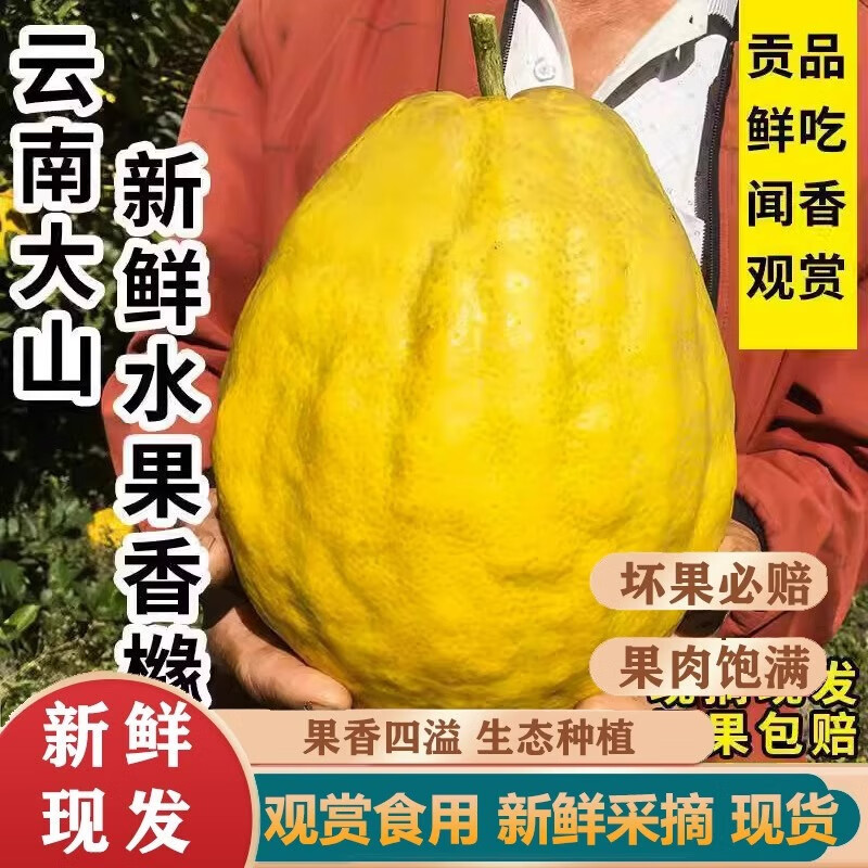 Свежий цитрус медика из Юннаня, крупные плоды цитруса медика, свежие плоды цитруса медика, бергамот, фермерские свежие цитрусы медика 2.5кг