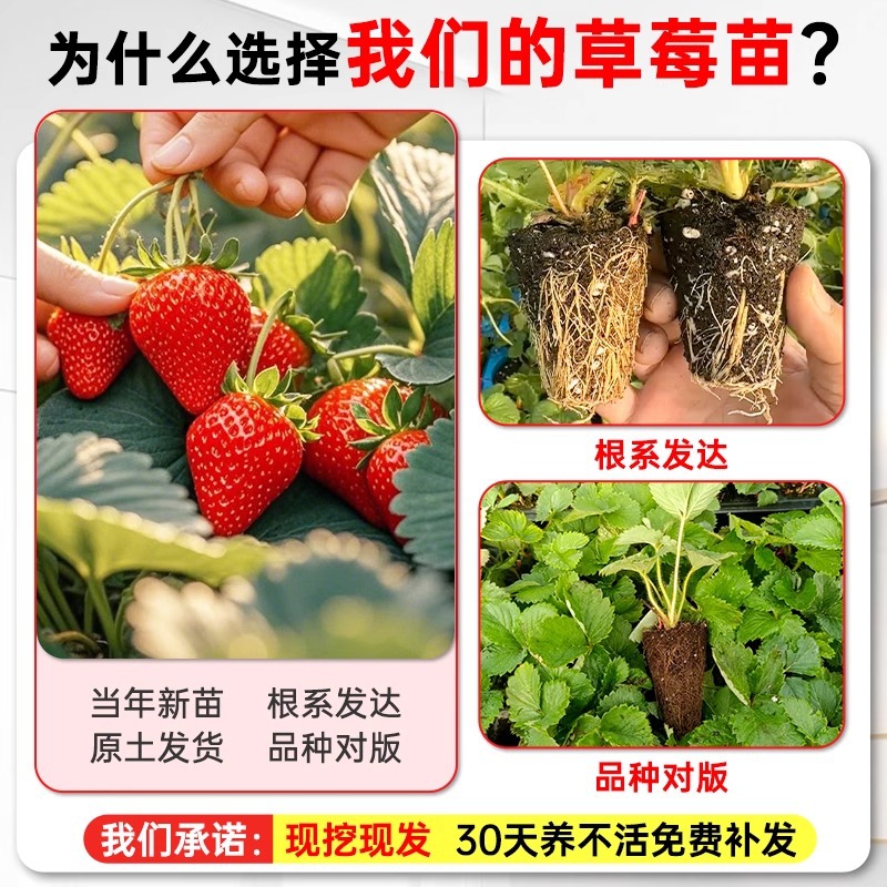 Spring Super Big Dandong 99 Strawberry Seedlings Potted Giant Xuanyu Cream Strawberry Seedlings New Seedlings Original Soil Original Pot