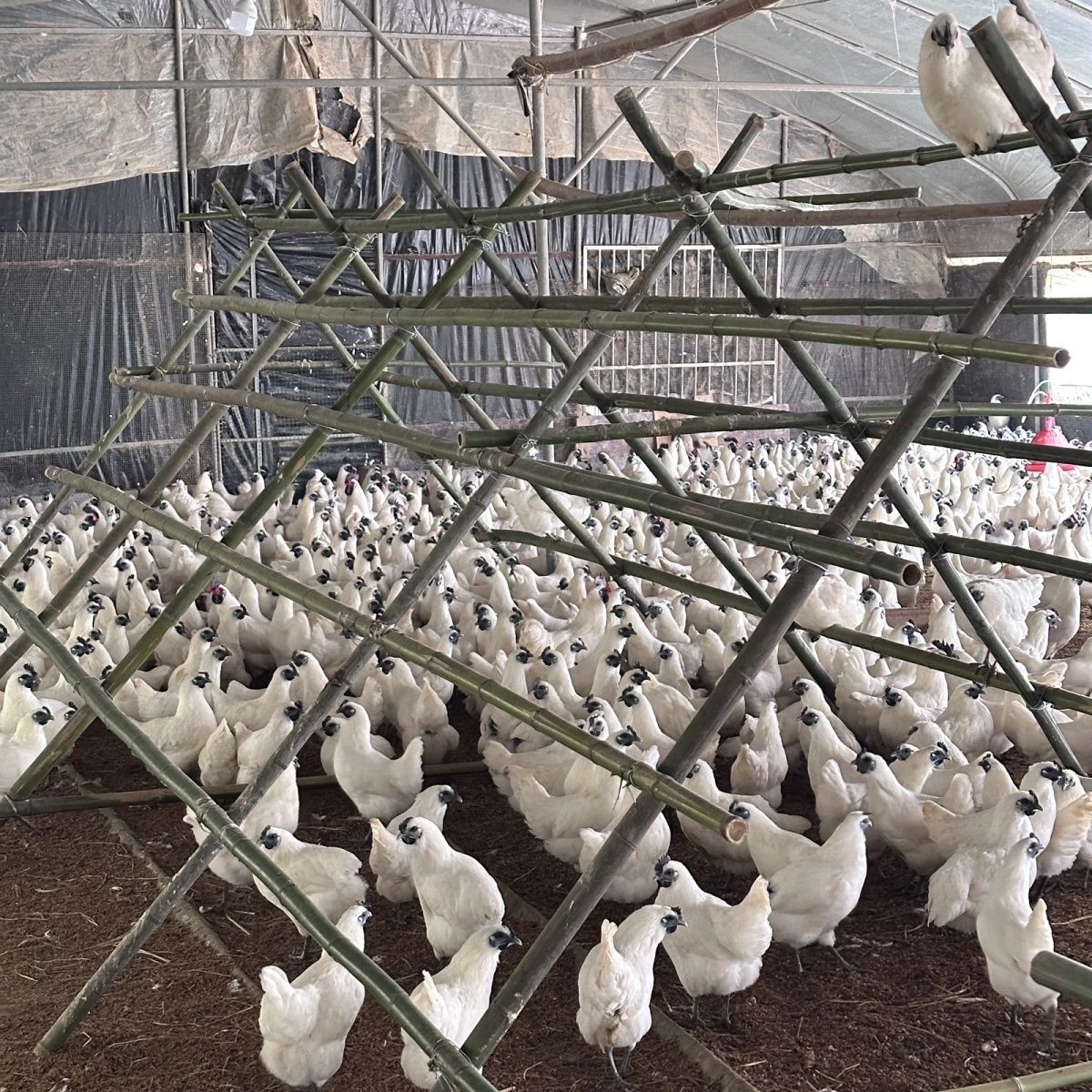 Fertilized Eggs of Zhejiang Jiangshan White-Feathered Black-Boned Chicken, Hatching Purebred First-Generation Five-Black High-Quality Eggs