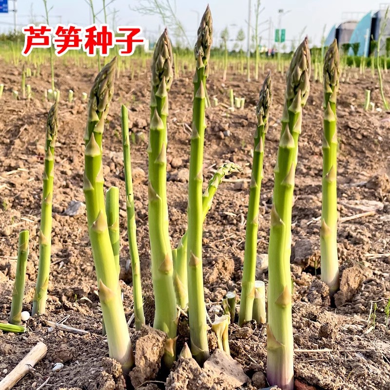 Factory Direct Sales of Four-Season Planting Perennial Asparagus Seeds, Fresh and Tender Potted Green Asparagus Seeds, Vegetable Seeds