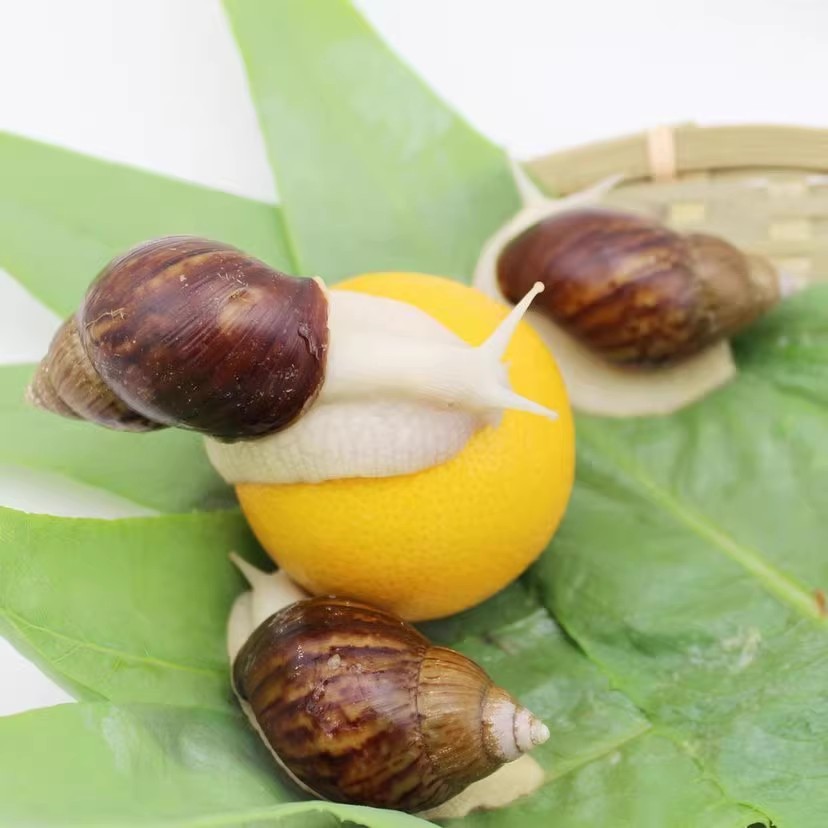 Snail White Jade Snail Living Stall Student Experiment Scientific Observation Breeding Big Snail Ornamental Pet