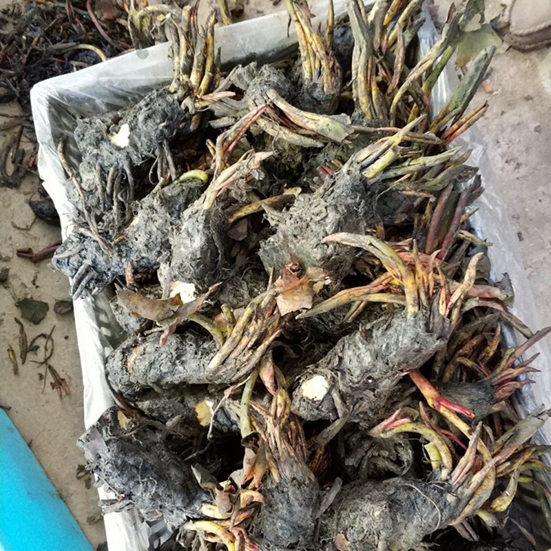 Lotus Seeds, Water Lily Seeds, Multi-Colored Large Water Lily Seeds, Bowl Lotus Seeds, Four-Season Blooming Seeds, Bowl Lotus Seeds