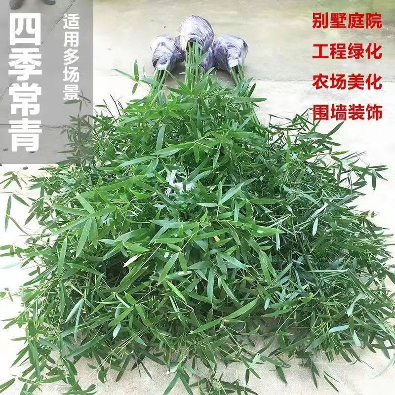 Dropshipping Bamboo Seedlings, Purple Bamboo, Green Bamboo Garden Small Bamboo Seedlings, Northern Cold-Resistant Saplings, Evergreen Plants in All Seasons
