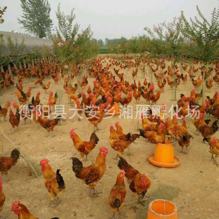 Wholesale Jute Feather Green-Footed Native Chicken Seedlings, Female Seedlings, Farm-Raised Free-Range Mountain Native Chicken Seedlings, Stupid Chicken Seedlings, Live Chicken Seedlings Out of the Shell