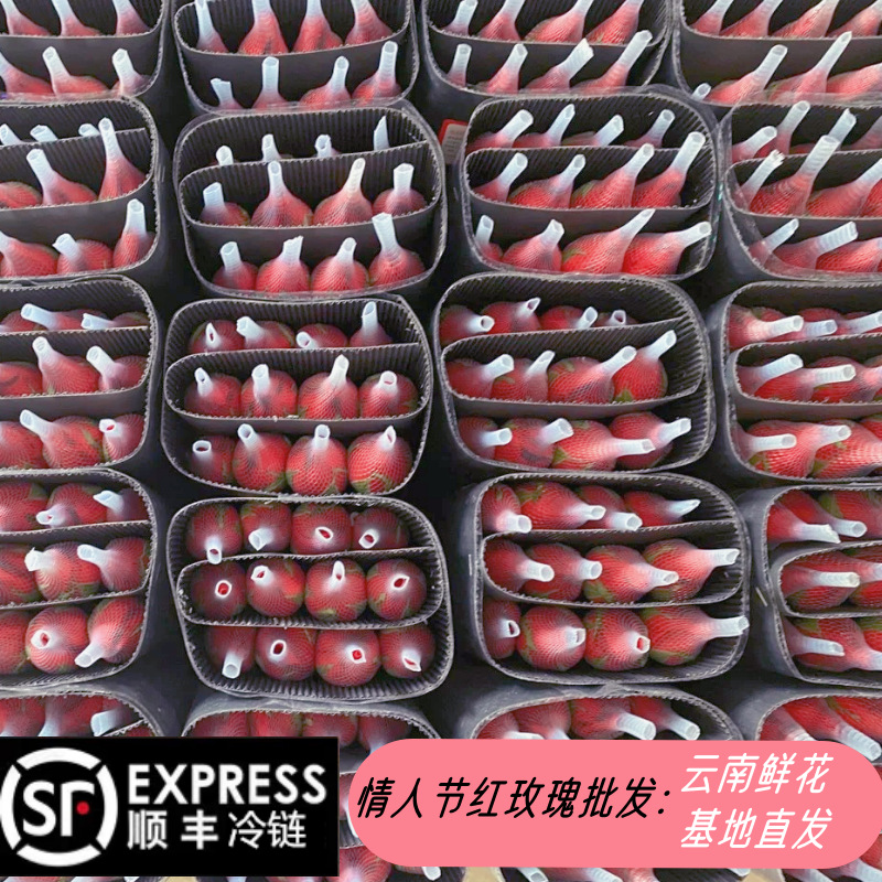 Оптовая продажа роз для Дня матери из Куньминга, свежесрезанные цветы