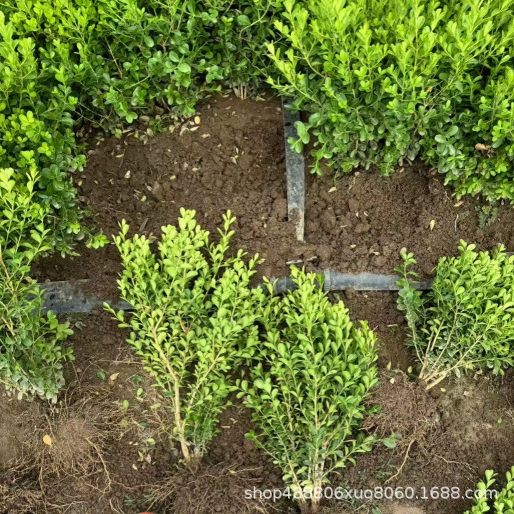Small Leaf Boxwood Seedlings, Melon Seed Boxwood Seedlings, French Holly Seedlings, Golden-Edged Boxwood Courtyard Hedge Saplings, Large Leaf Boxwood