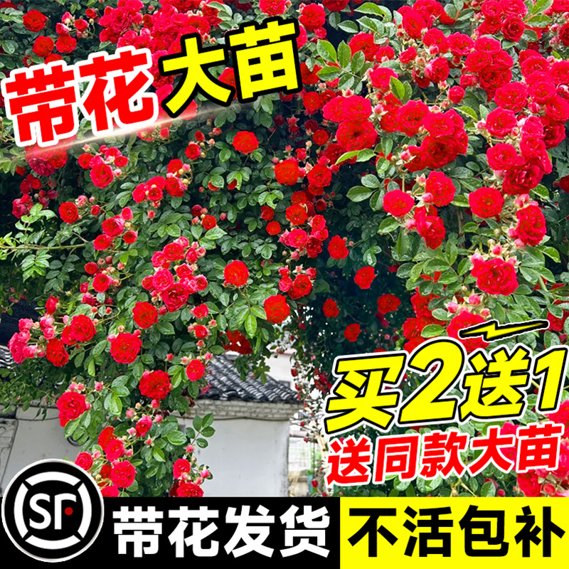 Саженцы ароматного красного дерева, цветущие круглогодично, для садов