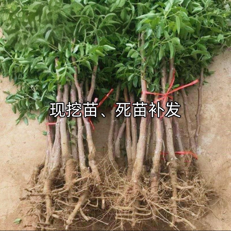 Dropshipping of Zhanhua Winter Jujube Seedlings, Third-Generation Live Seedlings, Potted and Ground-Planted Jujubes in the North and South, Grafted Fruit Saplings