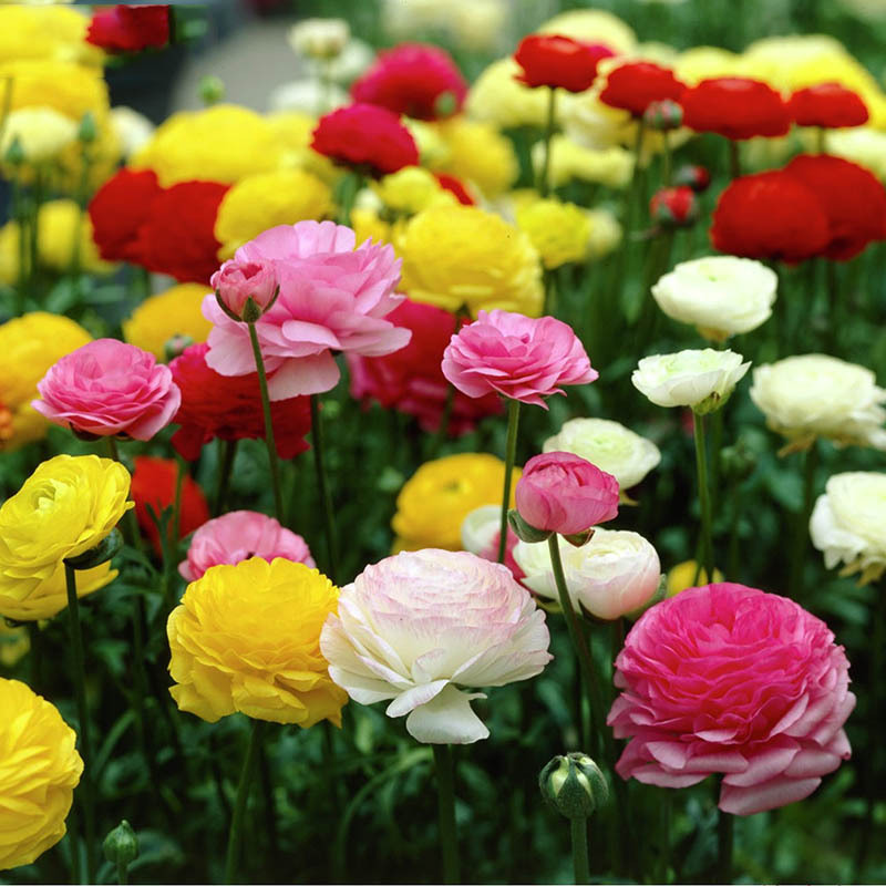 Flower Ranunculus oceanic peony seed root double petal celery leaf peony indoor potted bulb flower Persian buttercup flowering