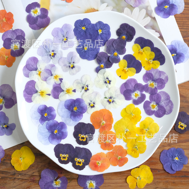 Сухие цветы фиалки, ароматные фиалки, тисненые образцы растений, оптовая продажа, цветы для фоторам, настольных ламп, ногтевого арта