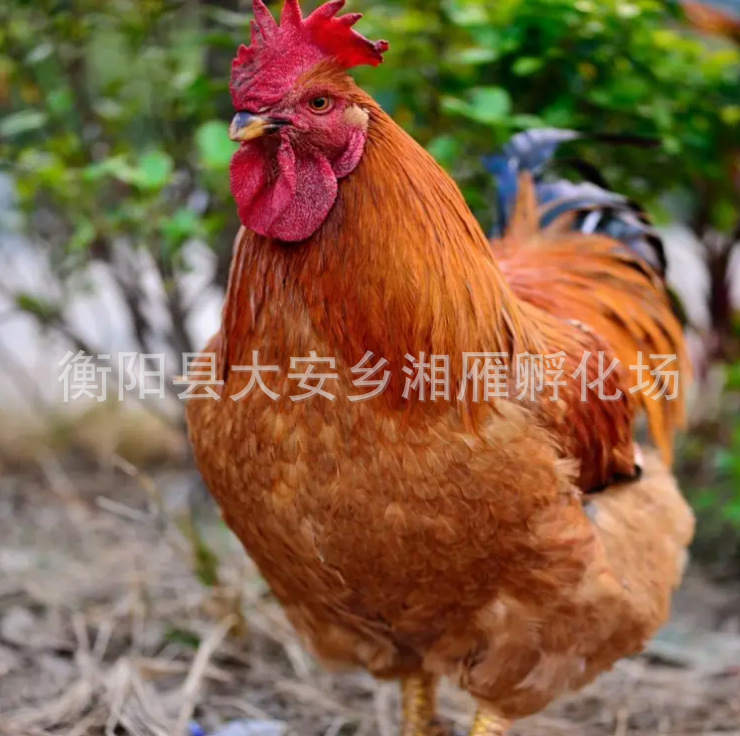 Kuai Dayang Broiler Male Seedlings and Female Seedlings Mixed Large Yellow Feathers 4.5kg Yellow Large Yellow Footed Chicken Seedlings Ma Huang K9/K901