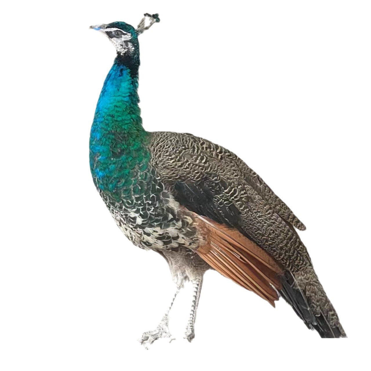 Scenic Spot Ornamental Peacock Production and Breeding Manufacturer White Peacock Species Peacock Blue Peacock White Peacock Seedlings Live