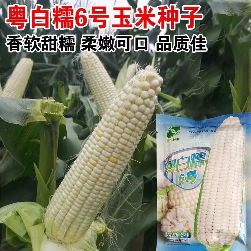 Yuebai Nuo No. 6 White Corn Seeds, Sweet Waxy Corn Seeds, Four-Season High-Yielding and Drought-Resistant Fruit Corn Seeds