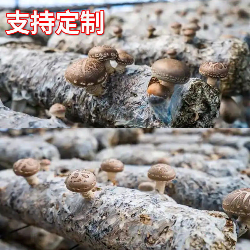 Support Customized Edible Mushroom Seed Bags, Supply Mushroom Bags, Grow Shiitake Mushroom Bags, High Temperature Resistant Mushroom Bags, Transparent Pe Bags
