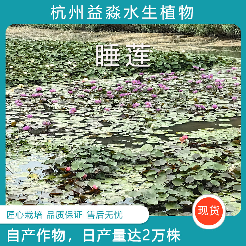 Блок для гидропоники с корнями водяной лилии, прямые корни, большие корни с почками, отправка для работы