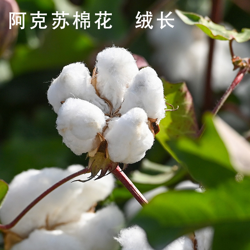 1.00 kg-7.00 kg Now Play Now Found Xinjiang Cotton Quilt Cotton Quilt Core Children's Quilt Spring and Autumn Quilt Summer Cool Quilt Student Dormitory Mattress