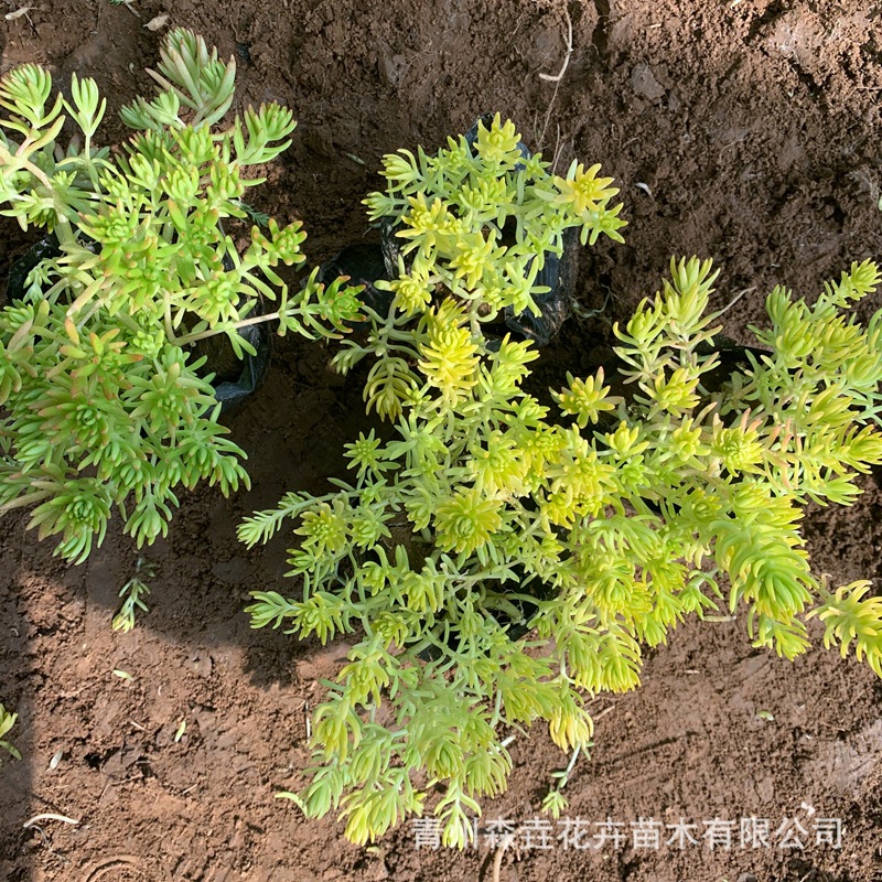 Buddha's Grass Potted Roof Greening Gold Leaf Buddha's Grass Landscape Plant Florals Evergreen Notoginseng Sedum Seedlings