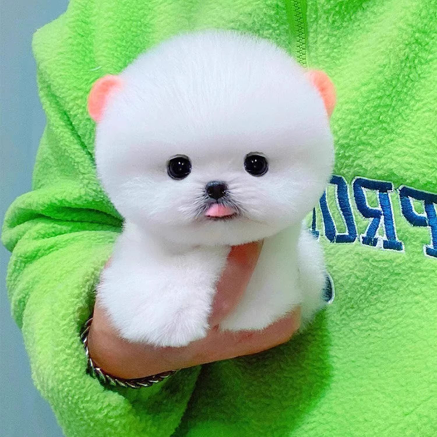 Purebred Pomeranian Puppies, Live Dogs, Pomeranian Small Dogs, Teacup Dogs, Shunji Dogs, Pet Dogs, Companion Dogs, Pet Dogs
