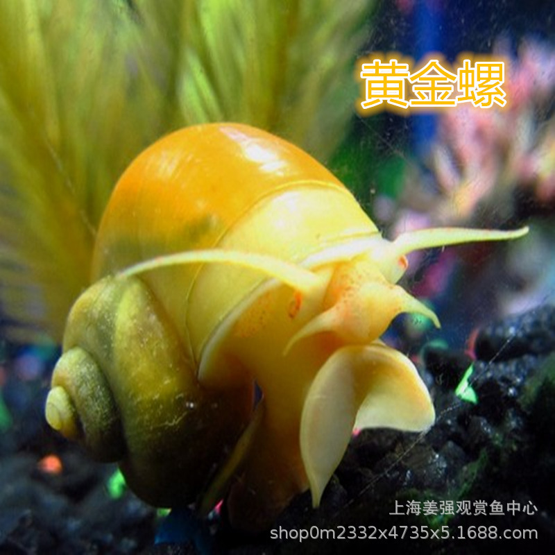 Ornamental Snail Aquatic Pet Golden Snail Living Fish Grass Tank Cleaning Ornamental Snail Water Bottom Biological Algae Removal Tool Snail