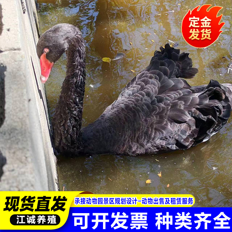 Black Swan Live Adult Rental Male Swan Female Swan Pair Park Scenic Spot Viewing Package Live Rental Price