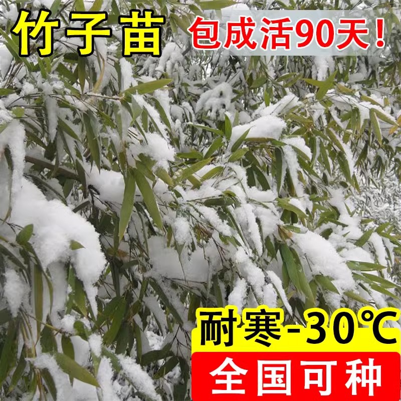 Bamboo Seedlings Courtyard Outdoor Plants Northern Ornamental Potted Purple Green Bamboo Golden Bamboo Luohan Bamboo All Year Round Green Plants Precious