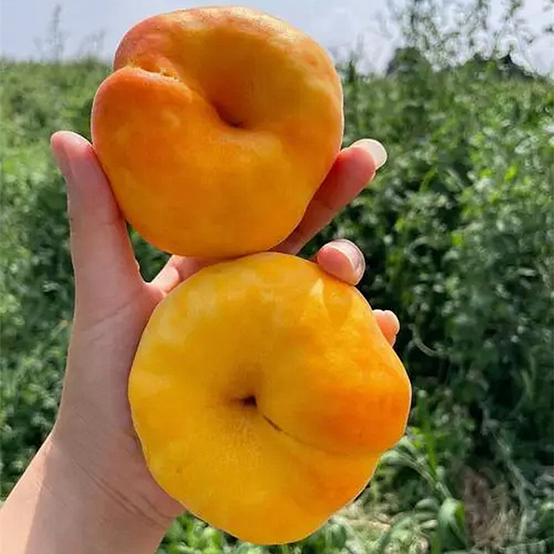 One-Piece Drop-Shipping Golden Peach Saplings for Planting in Courtyards in the North and South, Extra-Large Fruit Pots for Planting and Grafting Sweet Peach Seedlings