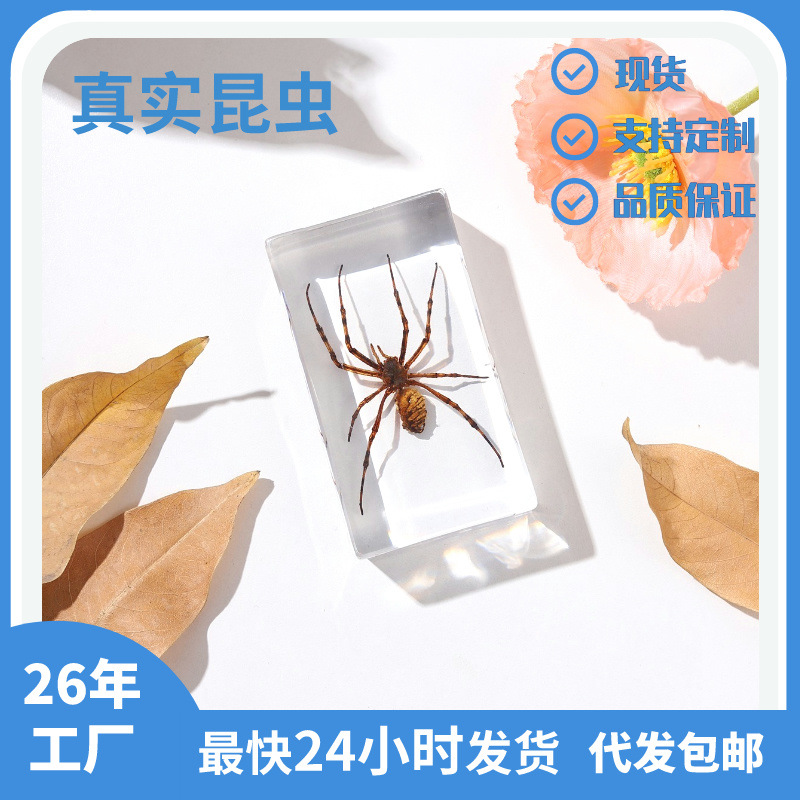 Zhenfang Ремесло Фабрика Фабрика Самостоятельно Оперативные Настоящие Черви Экспонаты Тряска Спеллинг Лапша Список для Прототипирования Малый Младший Средний Образование Наука Популяризация