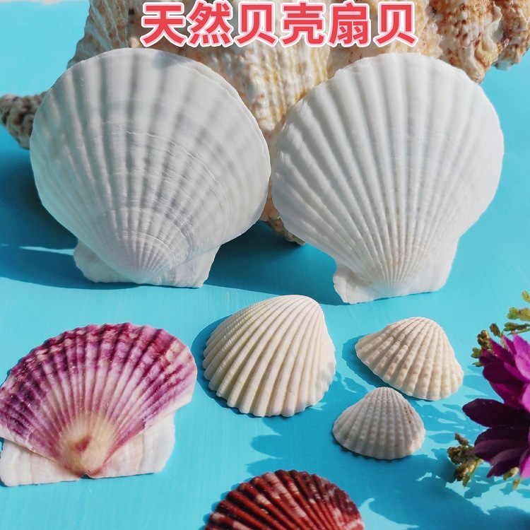 Натуральная белая раковина DIY ручная роспись граффити стен барбекю гавайская белая гребешок