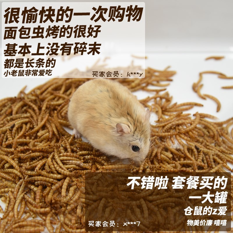 Bread worm dried small hamster food golden bear snack nutrition feed turtle staple food Yellow mealworm dried pet food