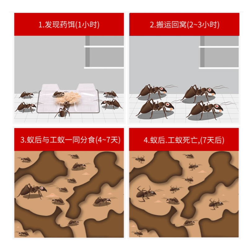 Insecticide Bait Wholesale Household Ant Extermination and Cockroach Extermination Indoor and Outdoor Factory Large Packaging Extermination of Red Fire Ants Dropshipping
