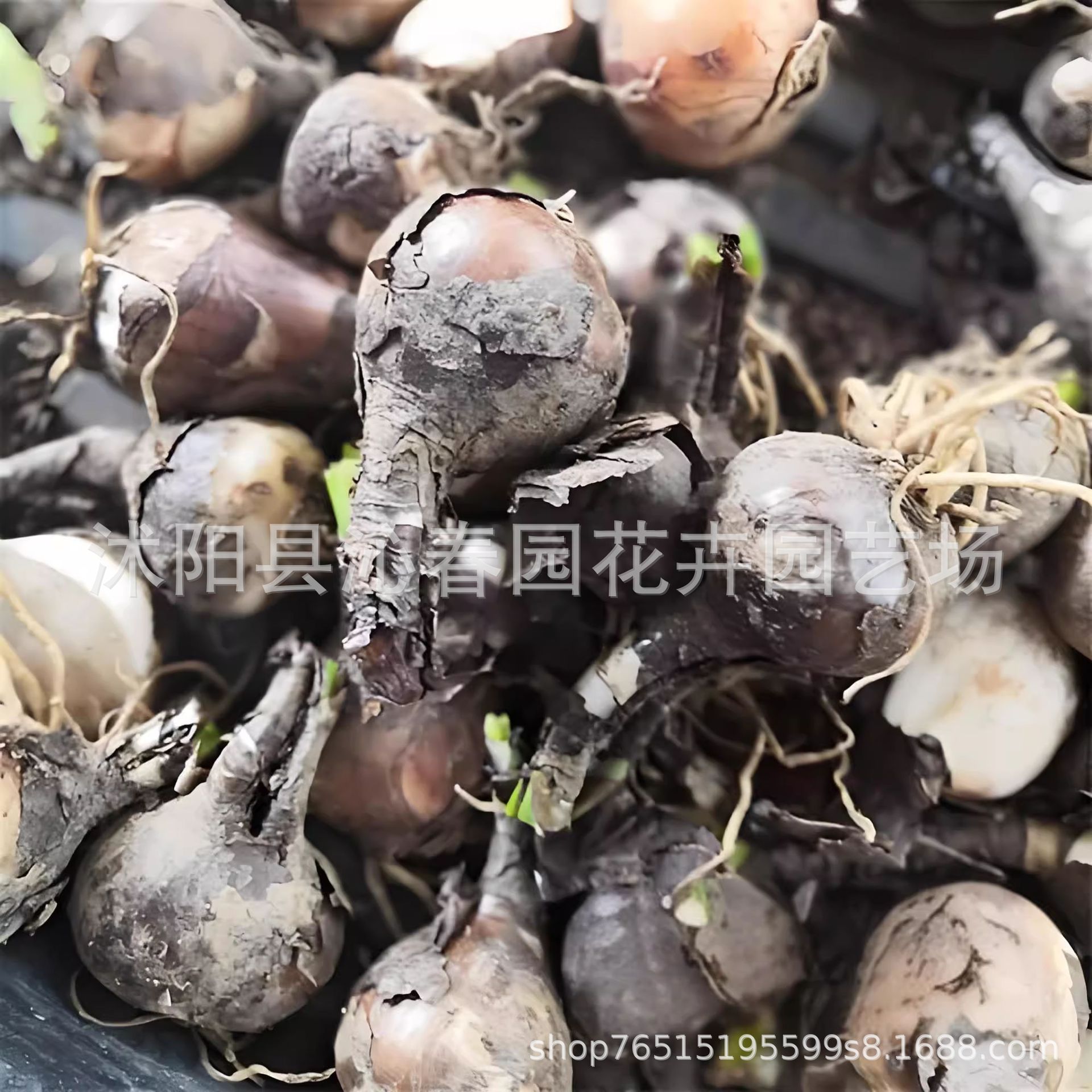 Base Wholesale Bianhua Seeds Manzhushahua Potted Bianhua Seed Bulbs Lycoris Flowers Indoor Four-Season Florals