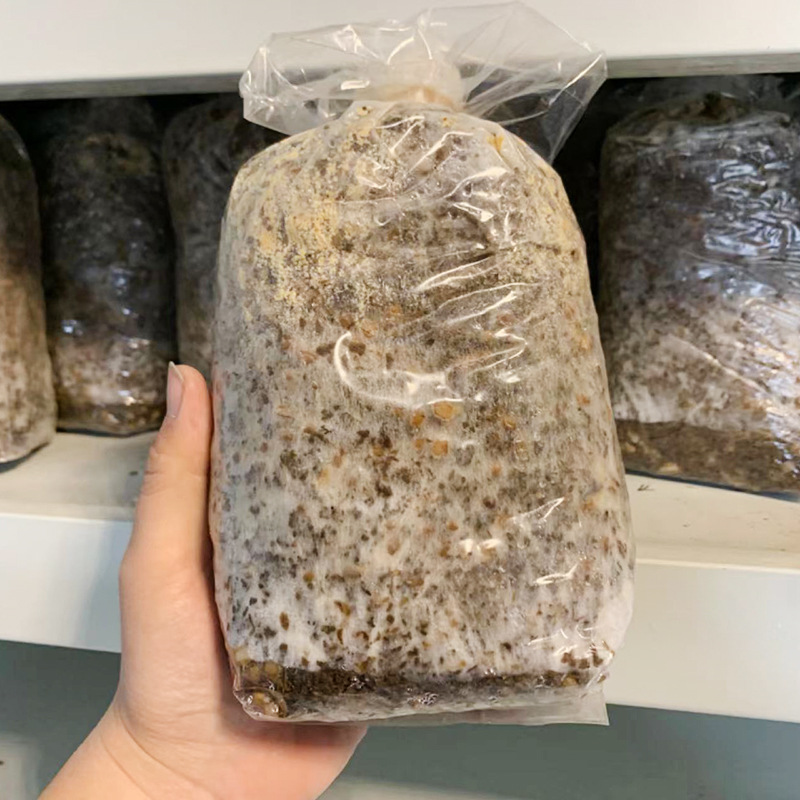 Сорт семян сморчка, пакет для посадки, простой опт, гарантия качества, высокое качество.