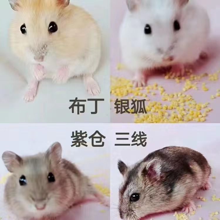 Оптовая продажа хомяков, живые трехлинейные фиолетовые хранилища, серебряные лисицы, свекровь, молочный чай