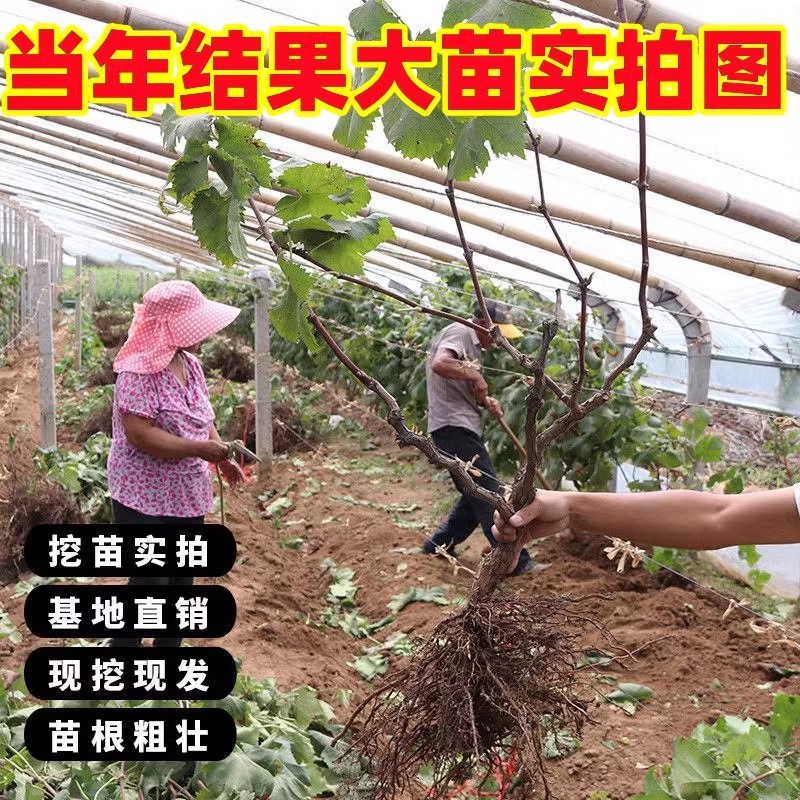 [2 Gallon Pot] Sichuan Grape Seedlings Rose Fragrance Queen Basin Planting Courtyard Planting Fruit Tree Seedlings