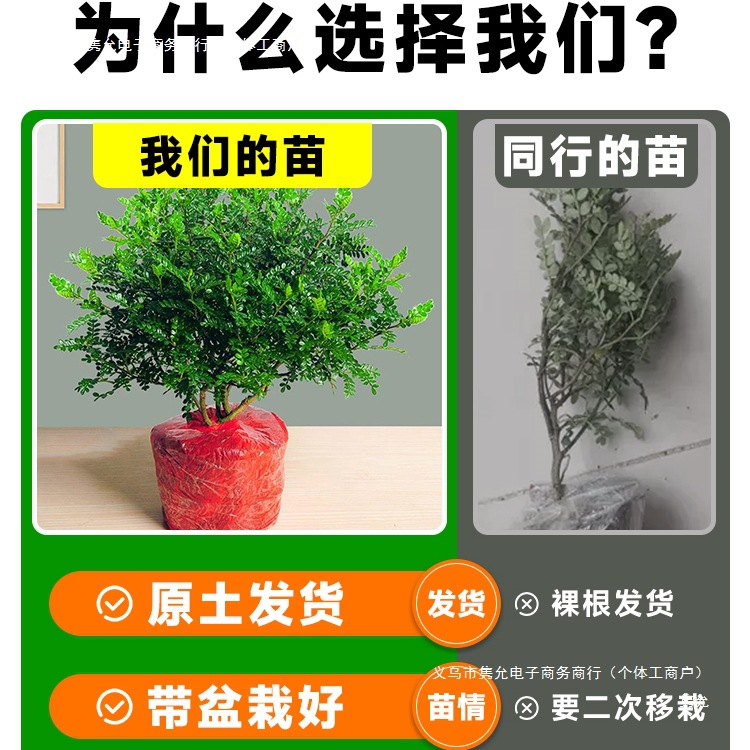 Bonsai Green Plants of Fragrant Wood Potted Indoor Mosquito Repellent Plants Pepper Leaves Office Flowers