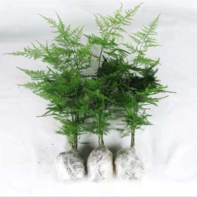 Asparagus Potted Green Plants Flower Bonsai Plants Indoor Living Room Hydroponic Pine Cloud Bamboo Asparagus Large Seedlings Evergreen All Year Round