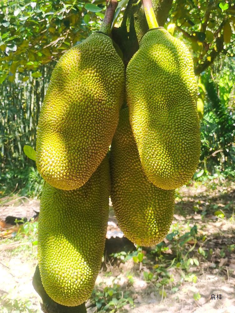 Hainan Jackfruit Fresh Fruit Free Shipping Yellow Flesh Jackfruit Whole Fruit Fresh Whole Box Seasonal Red