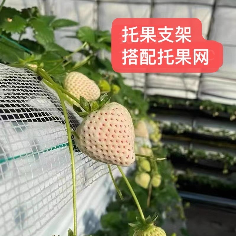 Elevated Strawberry Fruit Support Rack Strawberry Fruit Support Rack Fruit Rack Fruit Net Strawberry Planting Trough Fruit Rack Wholesale