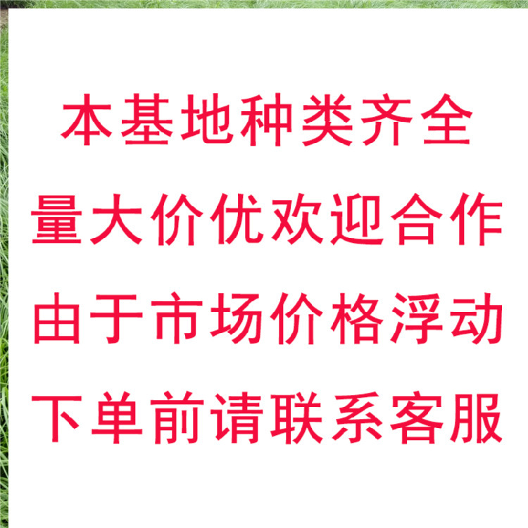 Jiyan Chui Grass Is Heat-Resistant and Cold-Resistant and Blooms in All Seasons. Outdoor Lawn Courtyard Ground Cover Florals and Greening Slope Protection Perennial Florals