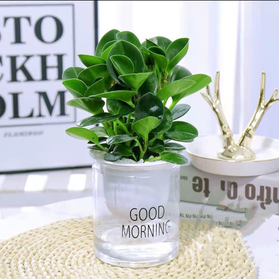 Green dill rich tree asparagus fleshy flower potted plant indoor mint rich bamboo hydroponic small green plant to feed well