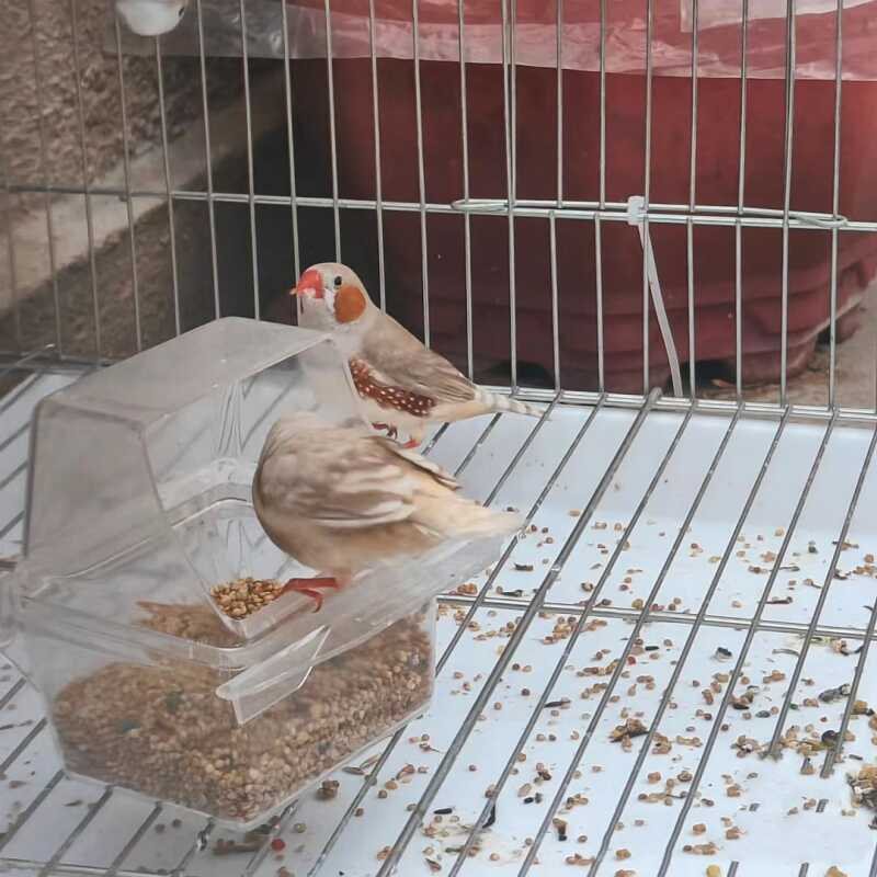 Small pearl bird pet bird live bird adorable pet bird pair can breed ten sisters colorful literary bird ornamental pet bird