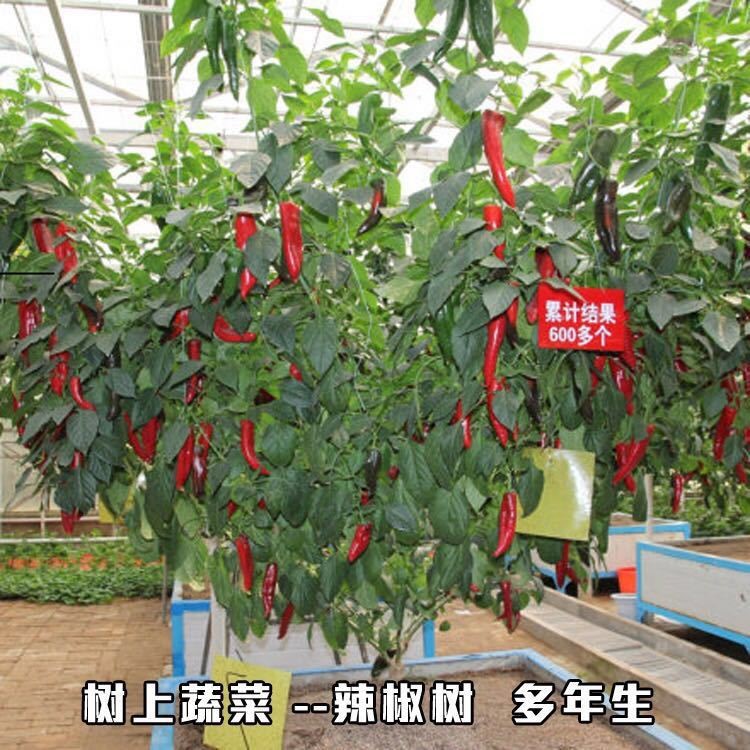 Pepper Tree Potted Saplings All Year Round Giant Large Perennial Old Pile Edible Guangdong High-Yielding Debate Seedlings