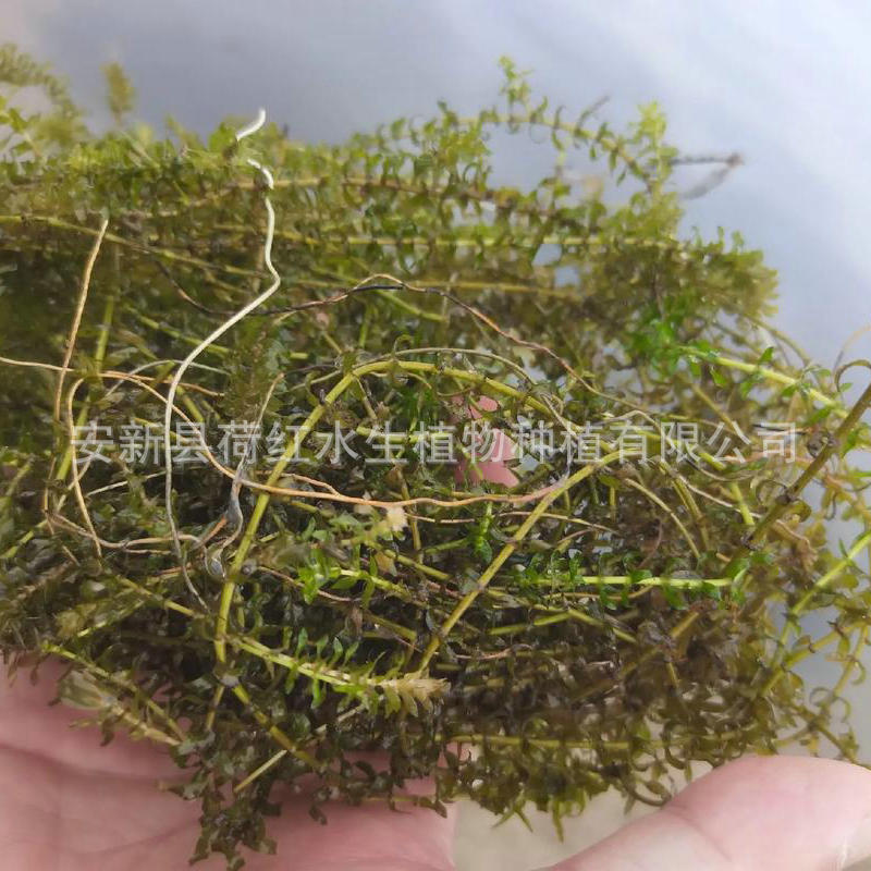 Wholesale Yile Algae Aquatic Plant Submersible Plant Micro-Toothed Eye Vegetable Purifies Water Quality Water Body Greening Project