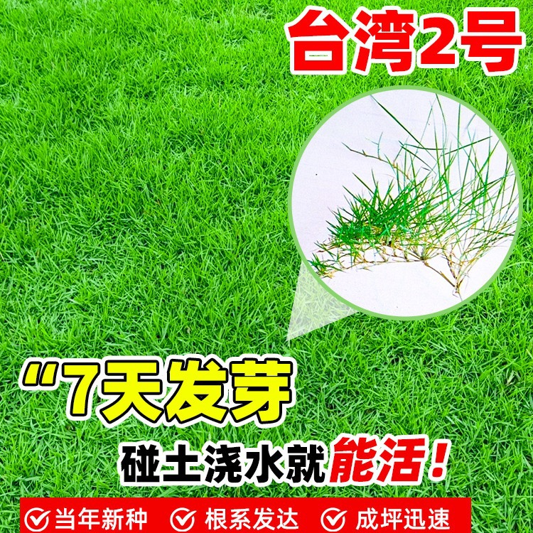 Taiwan No. 2 Grass Seeds, Lawn Seeds, Brome Dwarf Four-Season Green Seeds, Taiwan Grass Seeds, Taiwan Green Grass Seeds